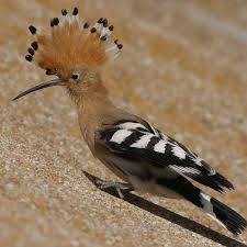 Billede af Lærkes testbruger